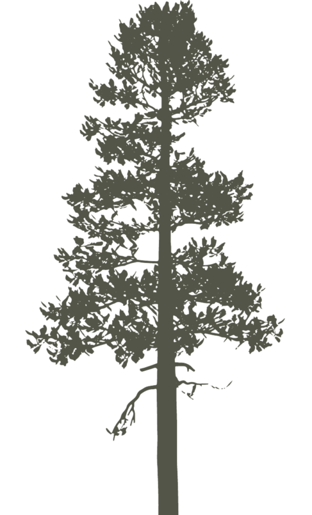 pine icon